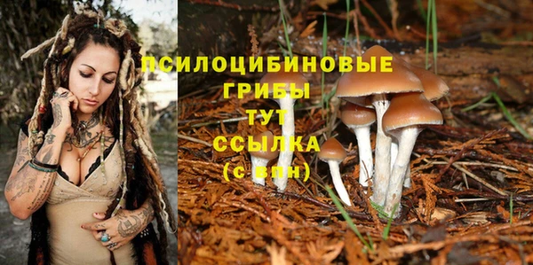 прущие грибы Армянск
